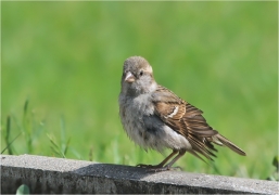 <p>VRABEC DOMÁCÍ (Passer domesticus) /House sparrow - Haussperling/</p>
